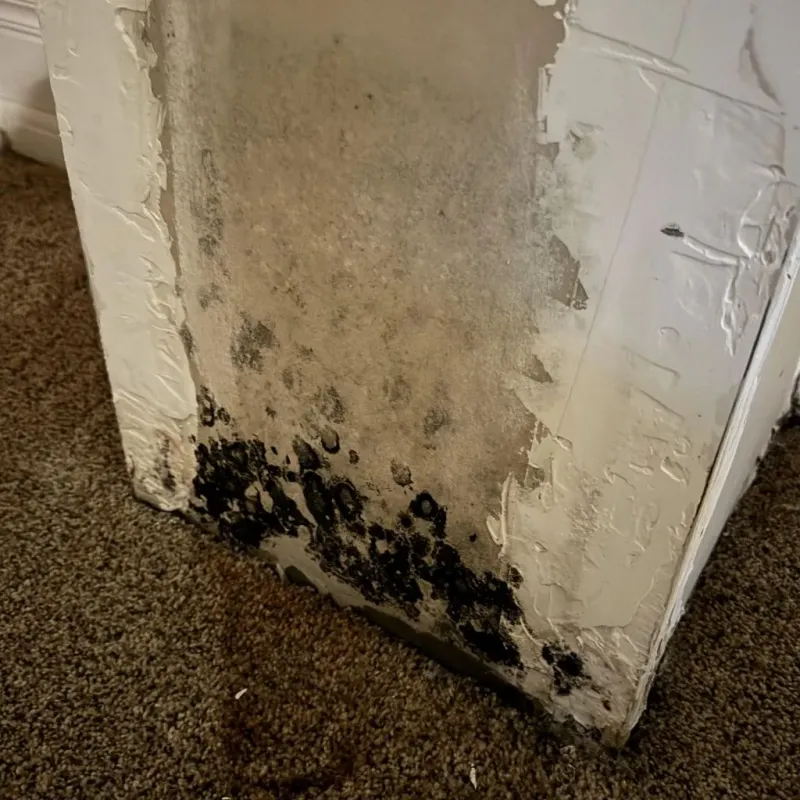 Professional Mold Removal in Fargo, ND